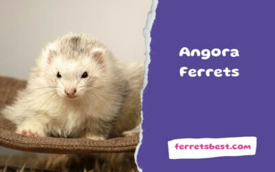 Angora Ferrets  
