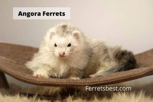 Angora Ferrets