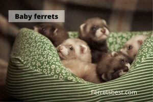Baby Ferrets