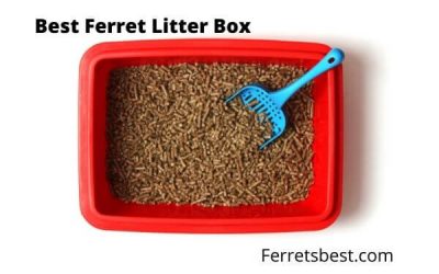 Best Ferret Litter Pan – Types and Styles
