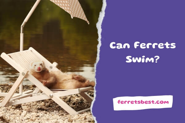 Can Ferrets Swim?