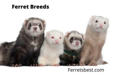 Ferret Breeds