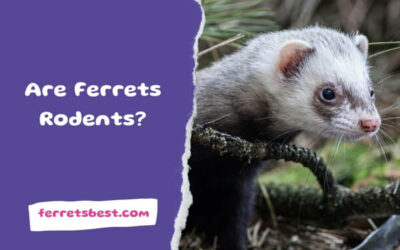 Are Ferrets Rodents?