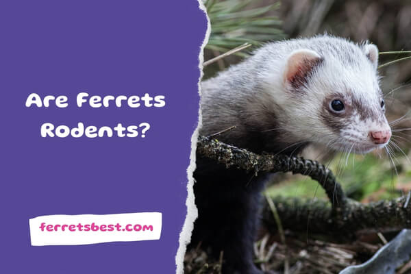 Are Ferrets Rodents