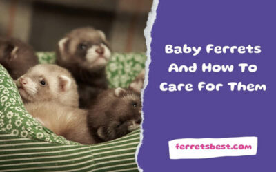Baby Ferrets And How To Care For Them