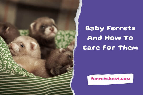 Baby Ferrets And How To Care For Them