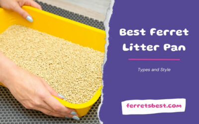 Best Ferret Litter Pan – Types and Styles