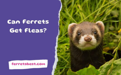 Can Ferrets Get Fleas?