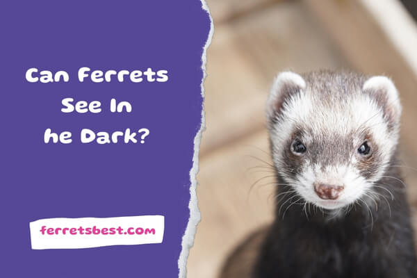 Can Ferrets See In The Dark