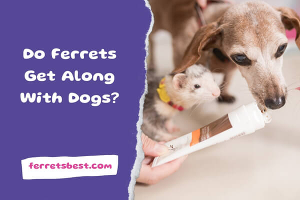 Do Ferrets Get Along With Dogs?