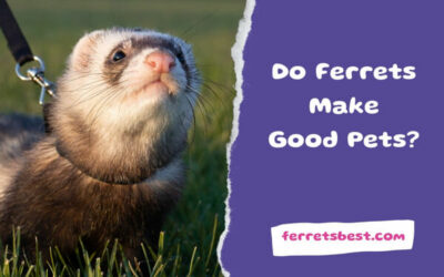 Do Ferrets Make Good Pets?
