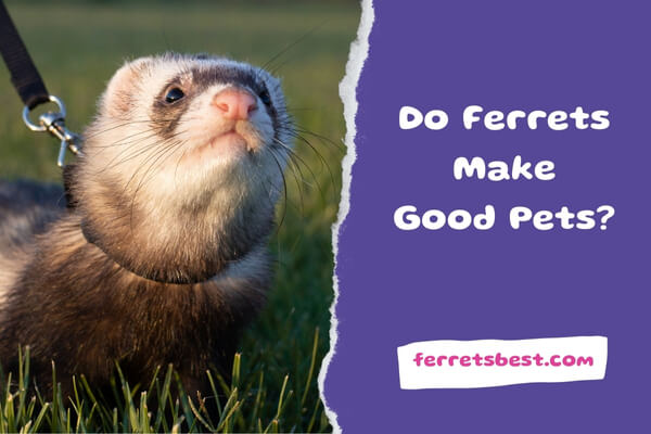 Do Ferrets Make Good Pets?