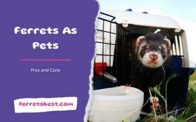 Ferrets As Pets: Pros and Cons