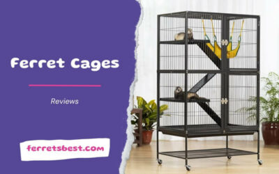 Ferret Cage Reviews