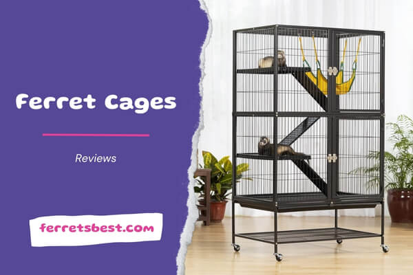 Ferret Cage Reviews