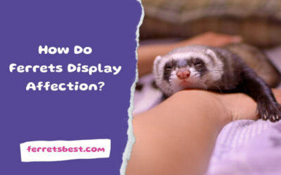 How Do Ferrets Display Affection?