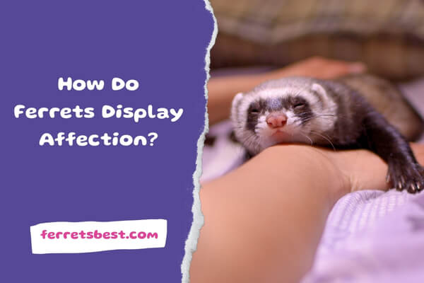 How Do Ferrets Display Affection?