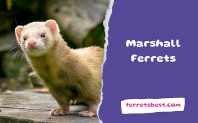 Marshall Ferrets