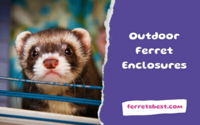 Outdoor Ferret Enclosures