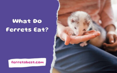 What Do Ferrets Eat?