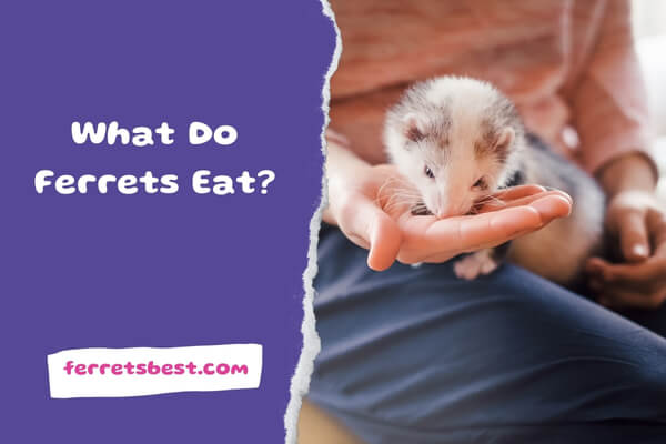 What Do Ferrets Eat